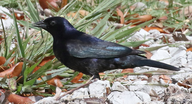 Shiny Cowbird