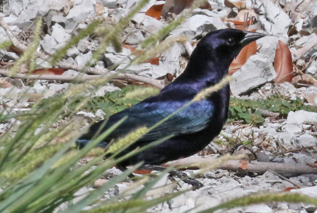 Shiny Cowbird
