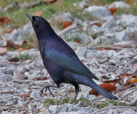 Shiny Cowbird
