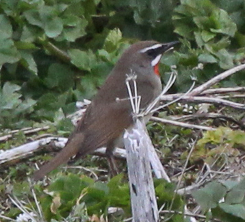 Siberian Rubythroat