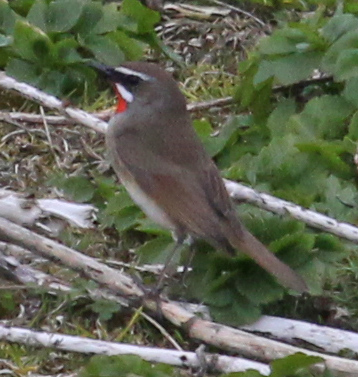 Siberian Rubythroat