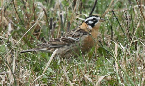 Smith's Longspur