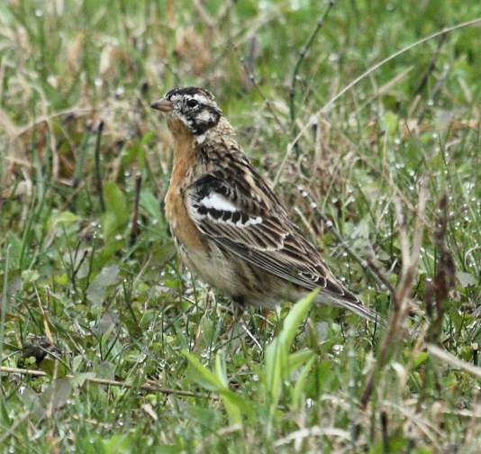 Smith's Longspur