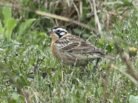 Smith's Longspur