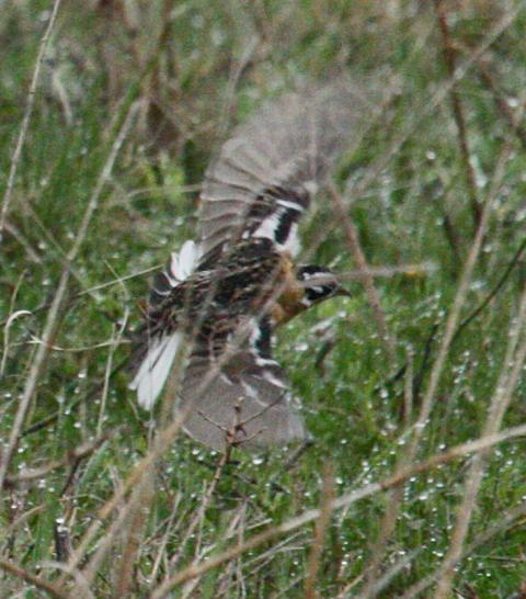 Smith's Longspur