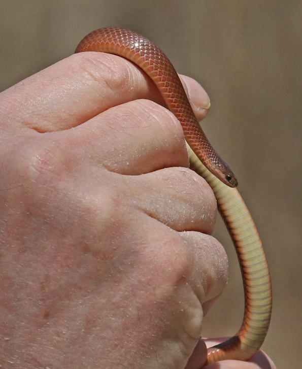 Western Smooth Earthsnake