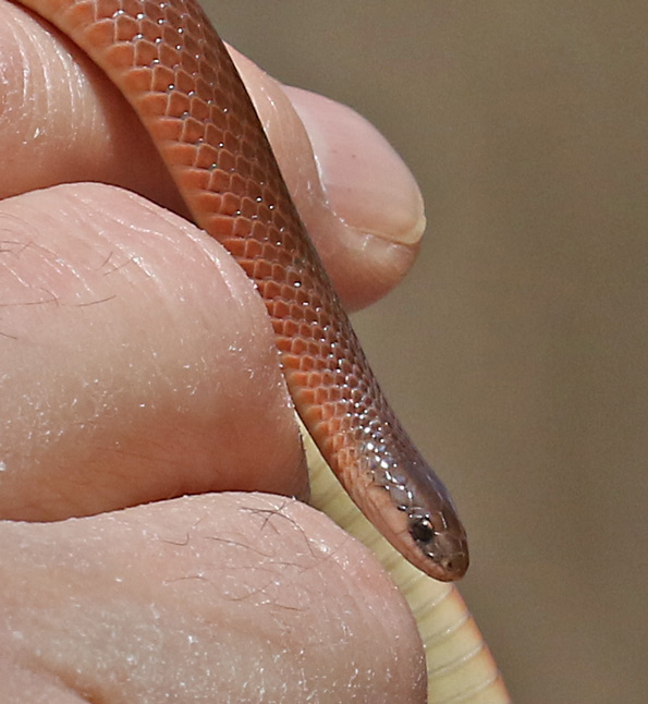 Western Smooth Earthsnake