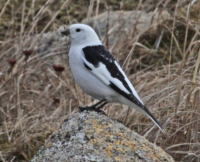 Snow Bunting