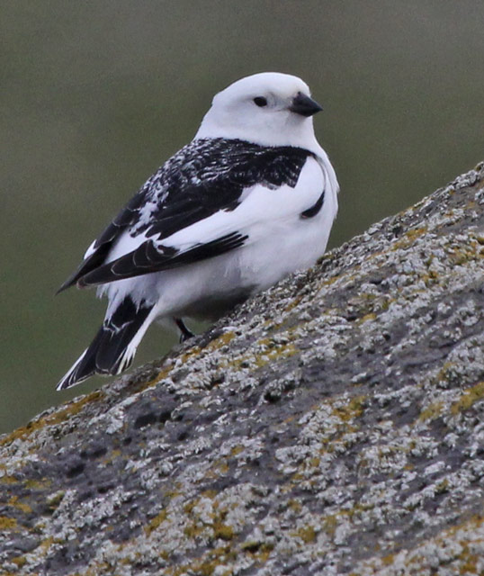 Snow Bunting