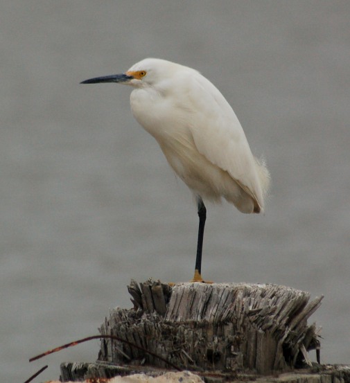 Snowy Egret photo #8