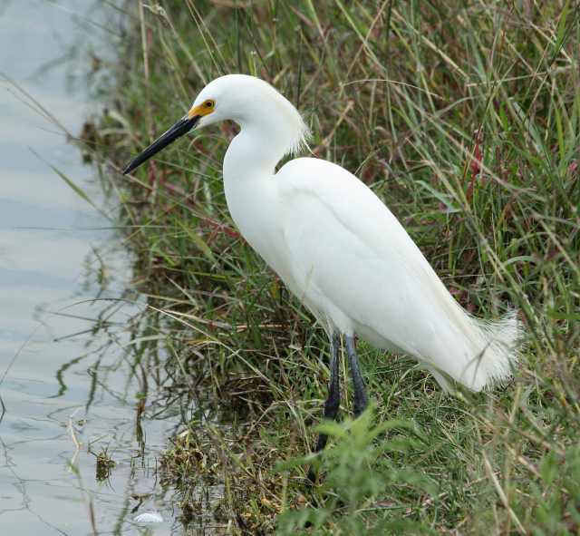 Snowy Egret photo #6