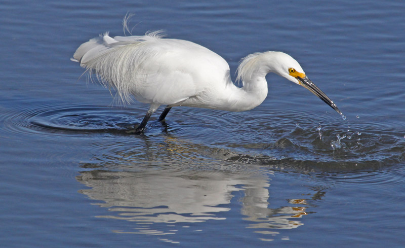 Snowy Egret photo #4