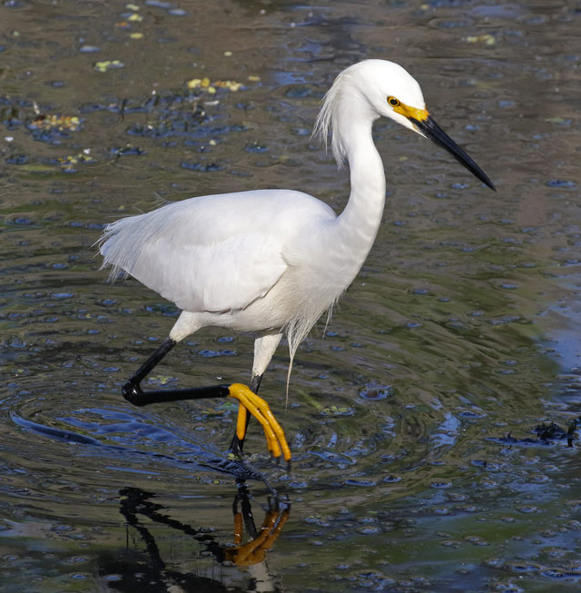 Snowy Egret photo #1