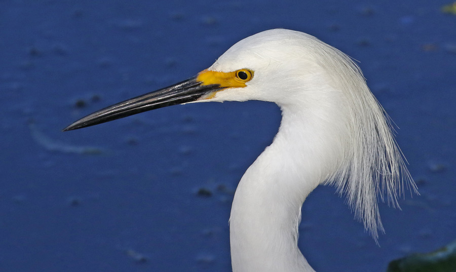 Snowy Egret photo #2
