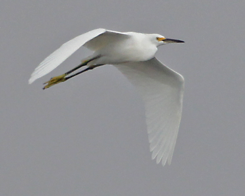 Snowy Egret photo #5