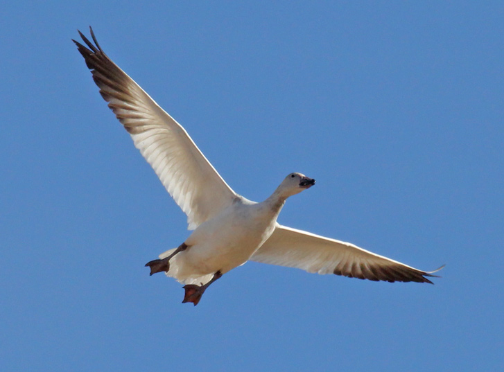 Snow Goose (juvenile white form)1