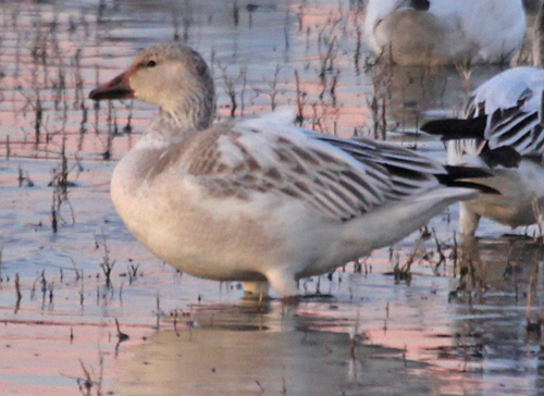 Snow Goose (juvenile white form)1