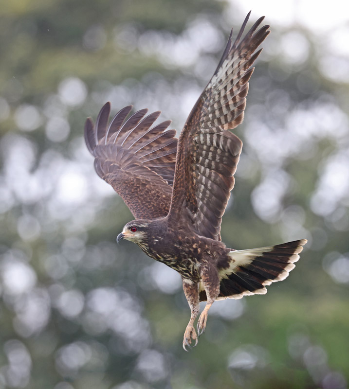 Snail Kite (female)