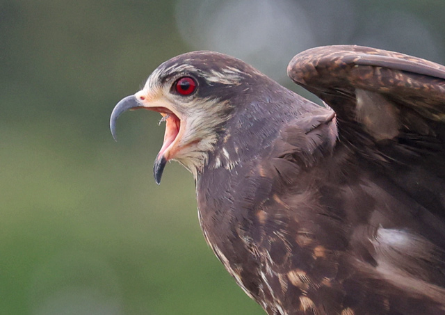 Snail Kite (female)