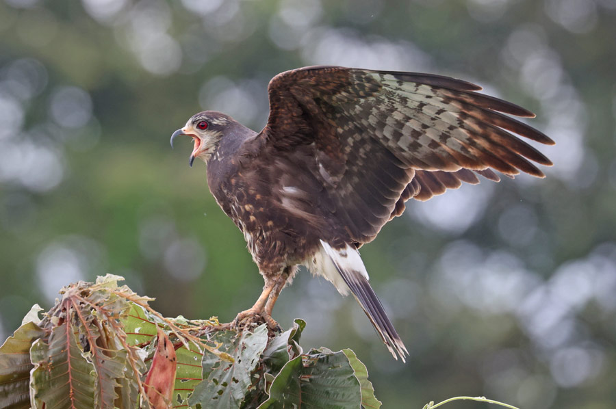 Snail Kite (female)