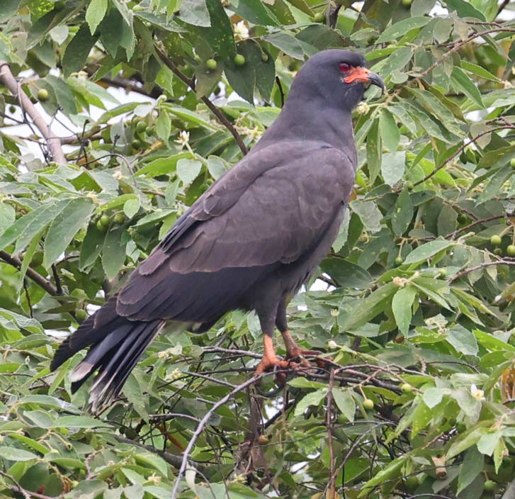 Snail Kite (male)