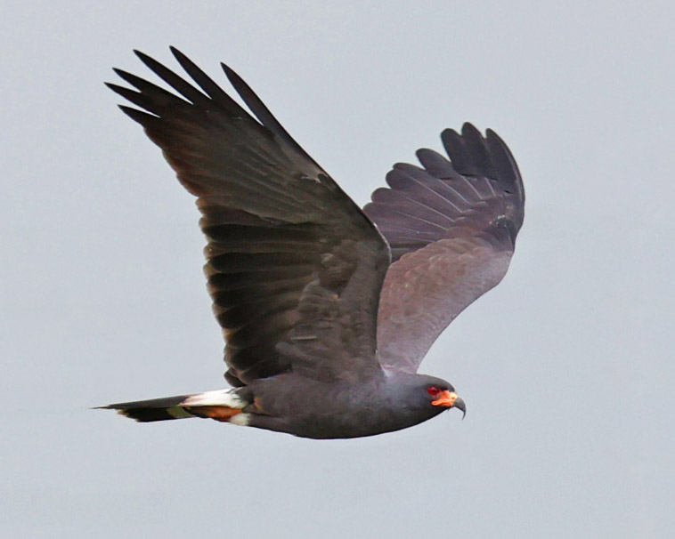 Snail Kite (male)