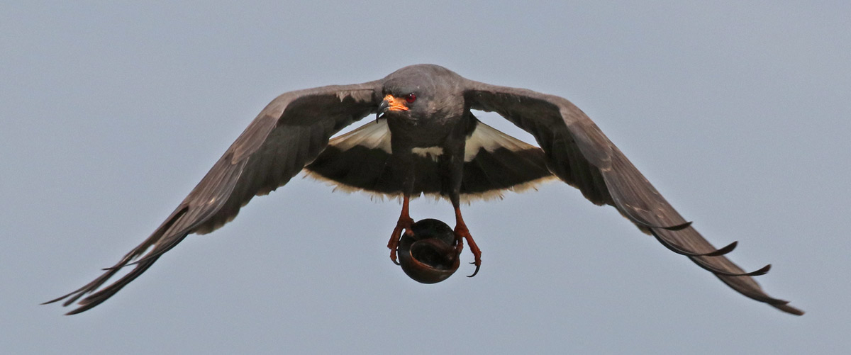 Snail Kite