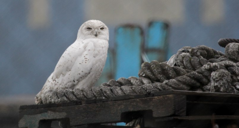 Snowy Owl