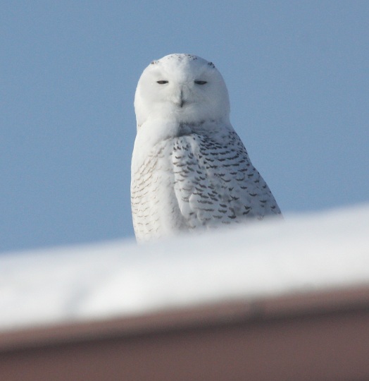 Snowy Owl