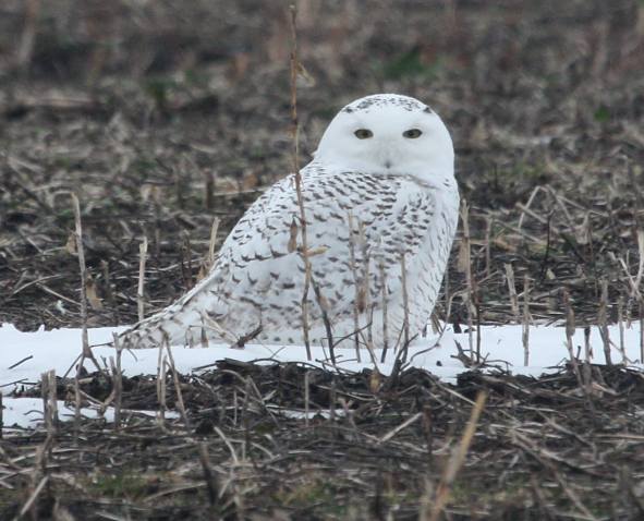 Snowy Owl