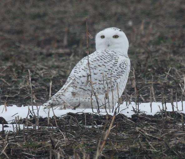 Snowy Owl