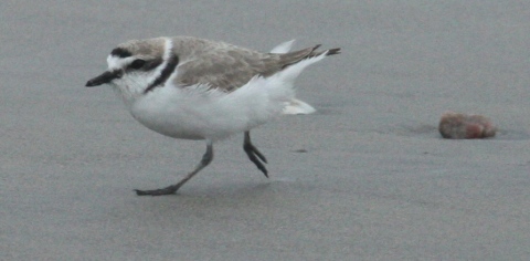 Snowy Plover photo #2