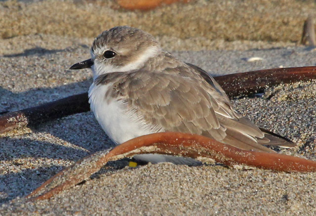 Snowy Plover