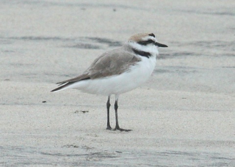 Snowy Plover photo #1