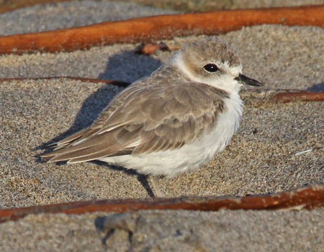Snowy Plover