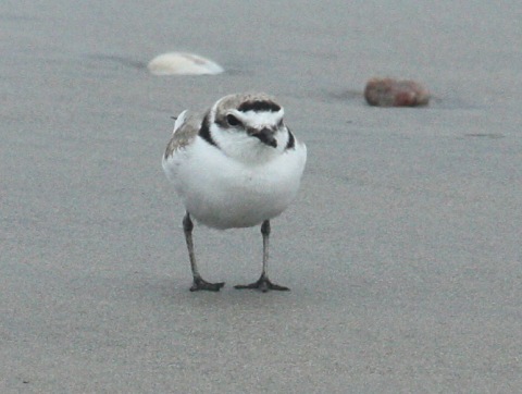 Snowy Plover photo #3