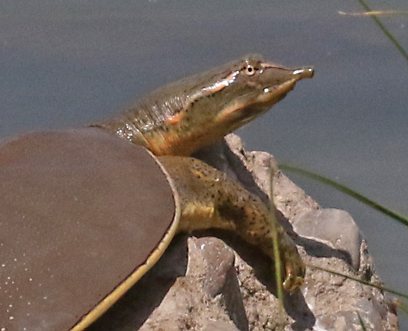 Guadalupe Softshell Turtle