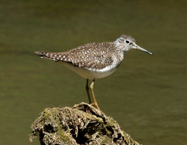 Solitary Sandpiper Photo 3