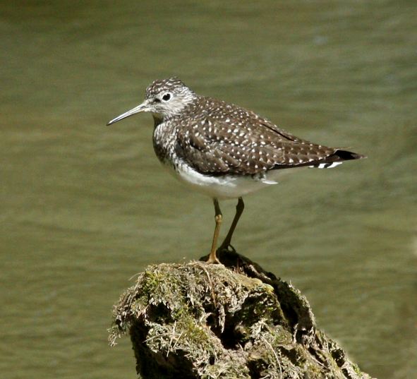 Solitary Sandpiper Photo 4