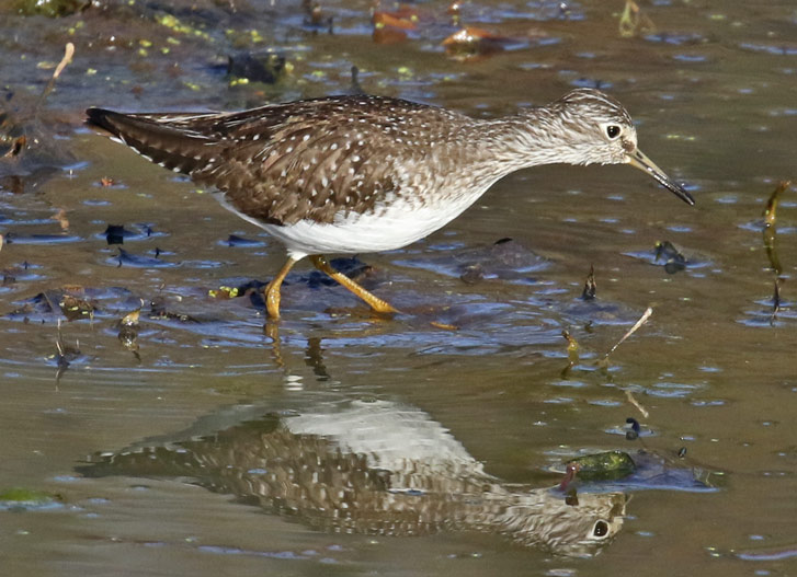 Solitary Sandpiper Photo 2