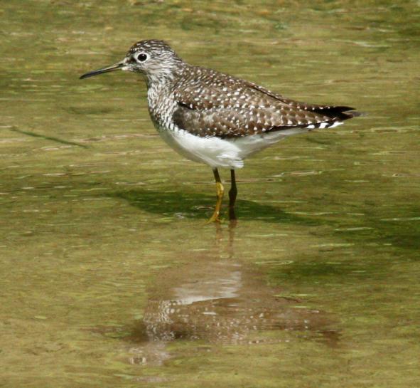 Solitary Sandpiper Photo 5