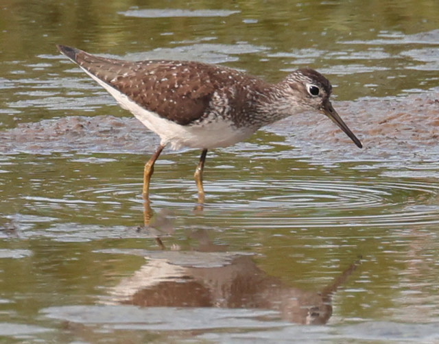 Solitary Sandpiper (fall adult)