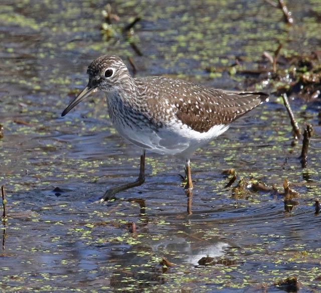 Solitary Sandpiper Photo 1