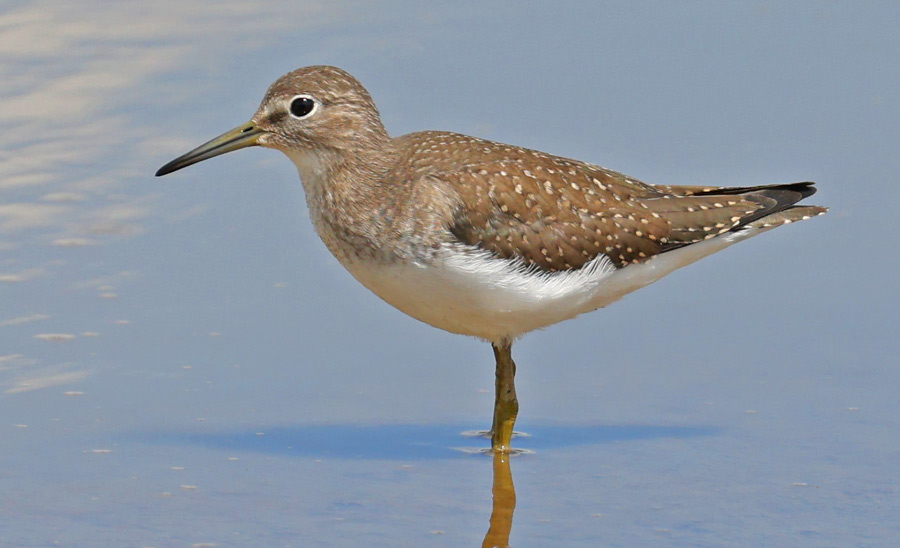Solitary Sandpiper