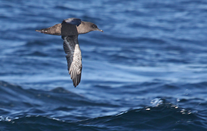 Sooty Shearwater