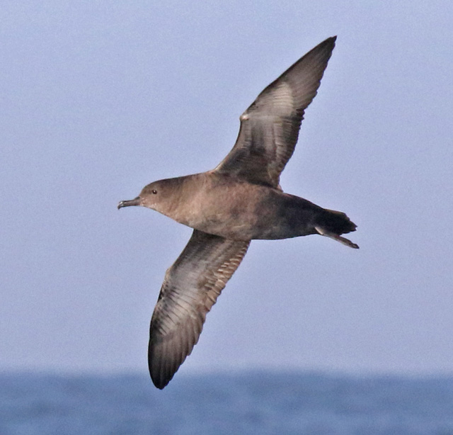 Sooty Shearwater
