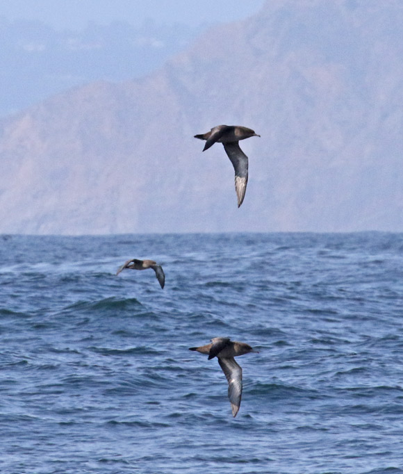Sooty Shearwater