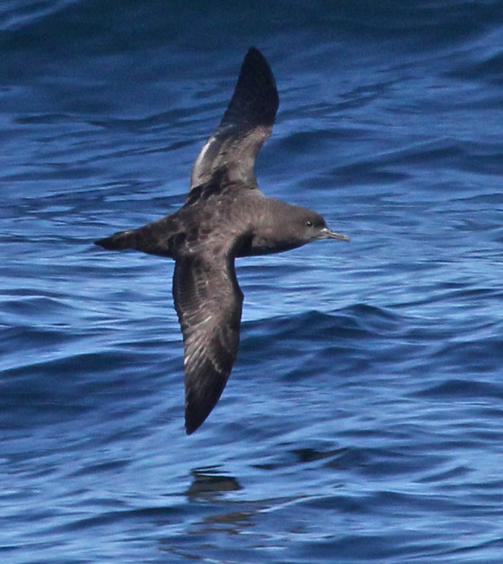 Sooty Shearwater