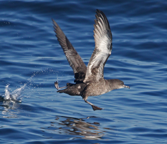 Sooty Shearwater