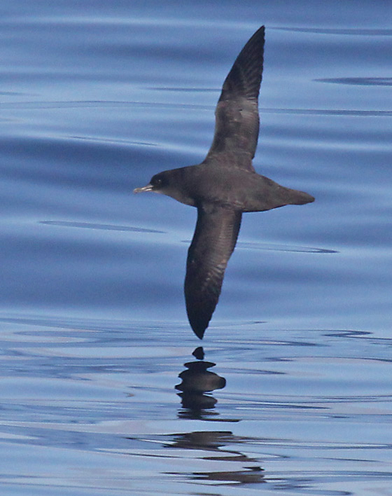 Sooty Shearwater